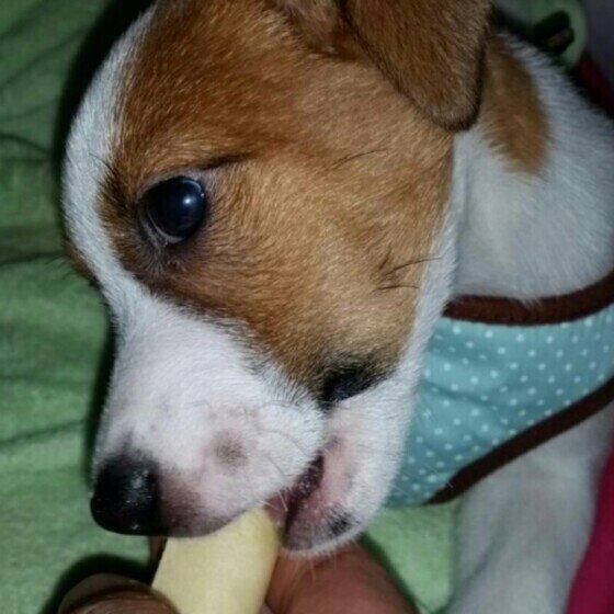 パーソン・ラッセル・テリア