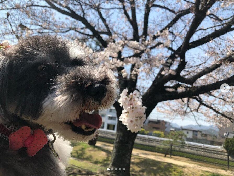 サクラの前でほほ笑むミニチュア・シュナウザー