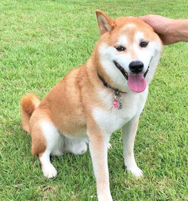 ドッグランを満喫する咲ク太郎くん