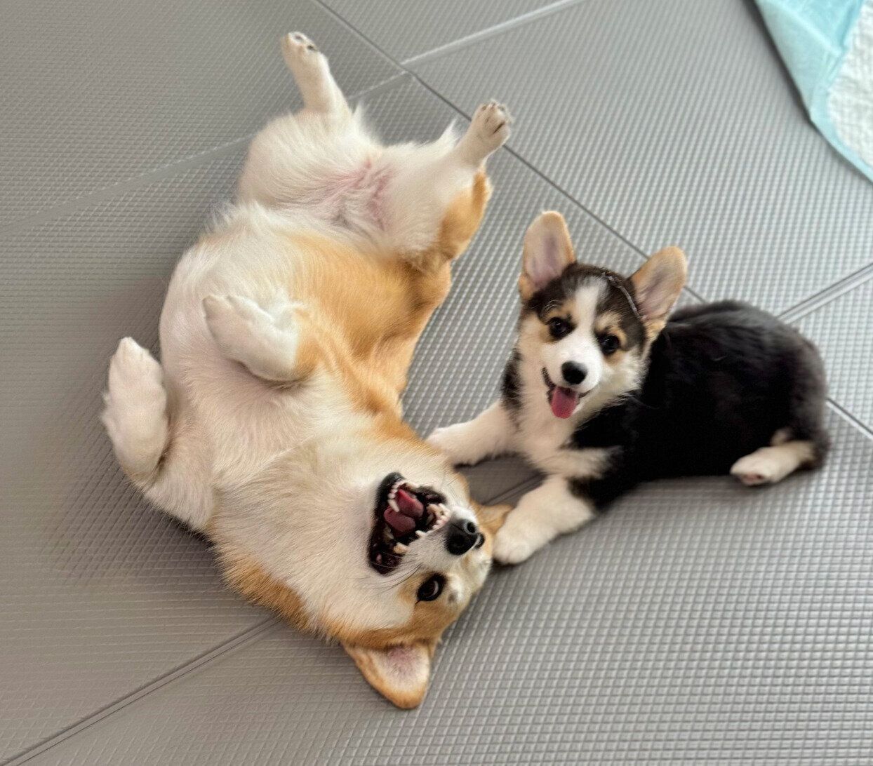 仲良しなポルテちゃん、姉犬・コパンちゃん