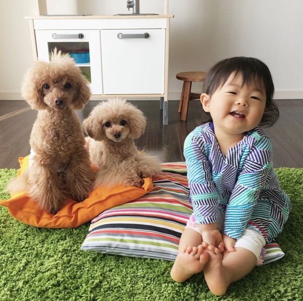 おままごとをする犬