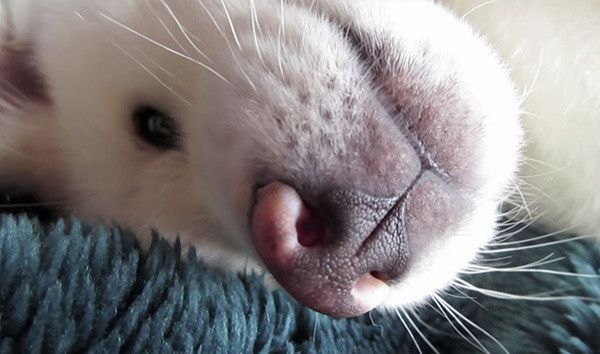 見つめる秋田犬