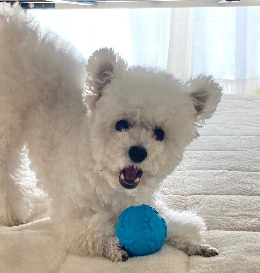 こたつテーブルの下でボールを抱えるくるるくん