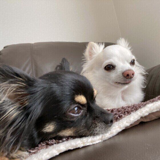 寄り添うチワワ