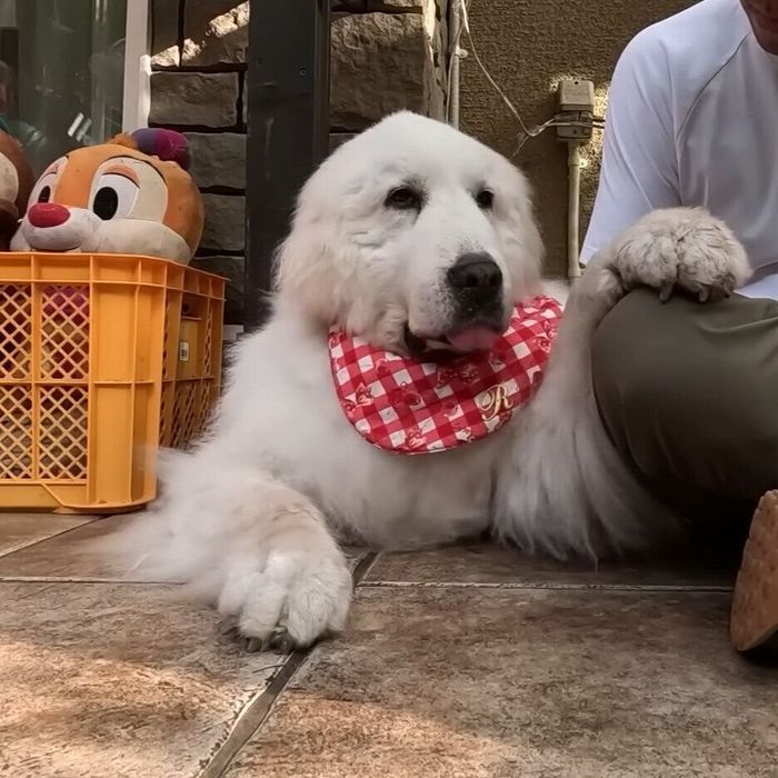 なでなでを要求するルンルンちゃん