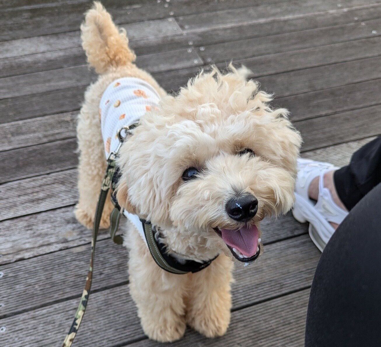 笑顔が可愛いニコラくん