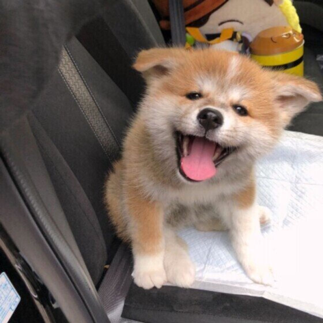 飼う前後で 犬のイメージ が変わった人も 愛犬の意外な一面を目撃した飼い主の話 いぬのきもちweb Magazine 飼う前後で 犬のイメージ が変わった人も 愛犬の意外な一面を目撃した飼い主の話 いぬのきもちweb Magazine