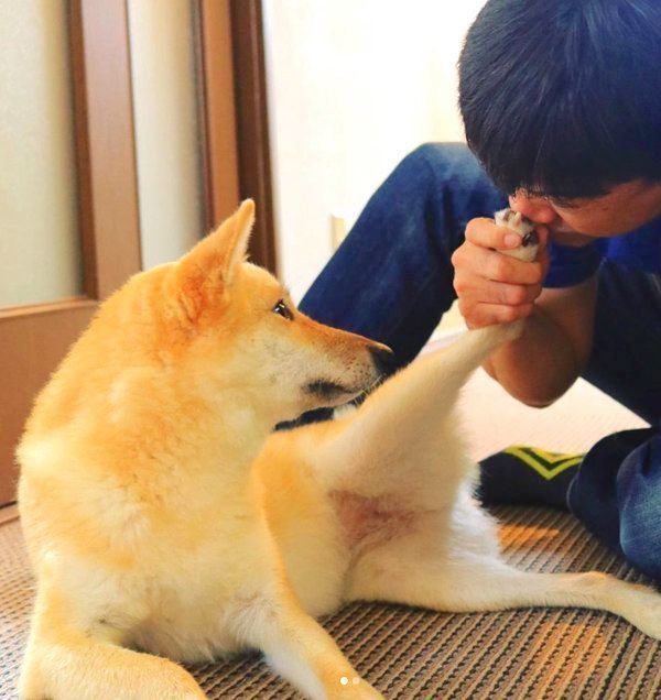 肉球のニオイを嗅がれる柴犬