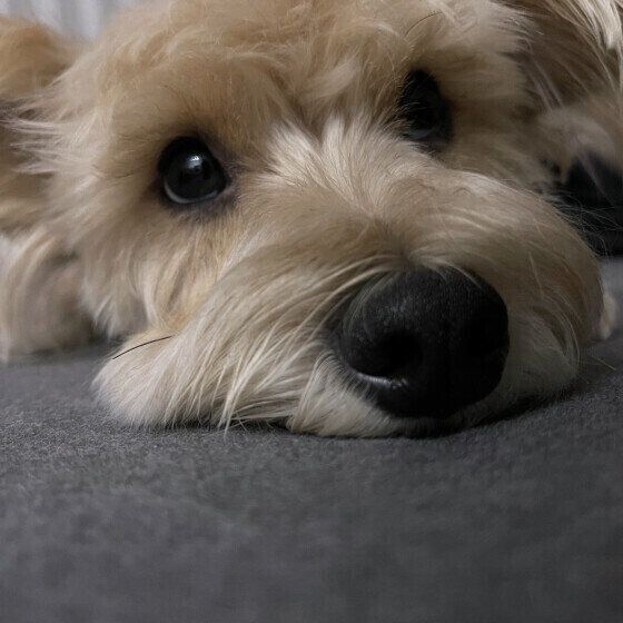 キラキラな瞳で見つめてくる小型Mix犬