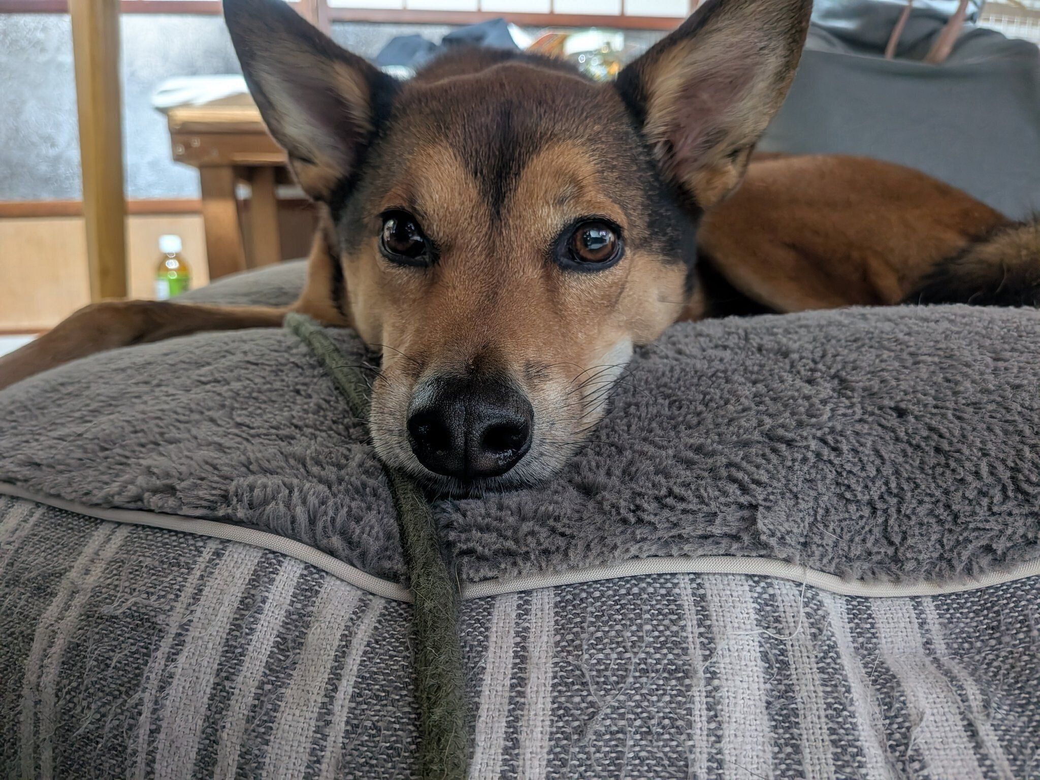 まったりする小次郎くん