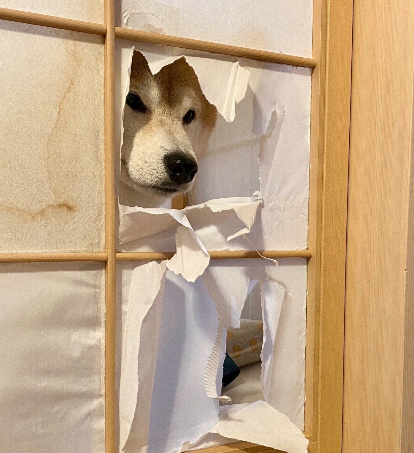 破った障子の穴から顔を出すケンタくん