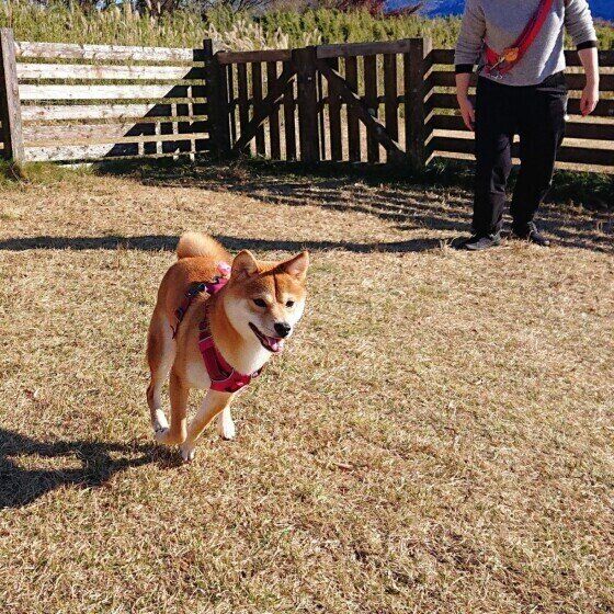 走る柴の女の子