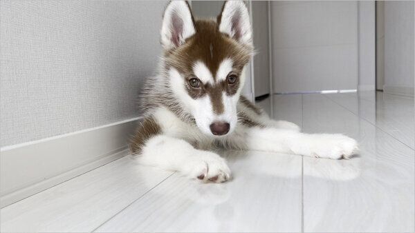 まったりするマリアンちゃん