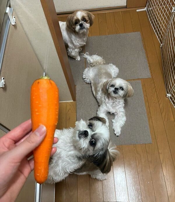 キッチンに集合するえまちゃん、るなちゃん、こてつくん