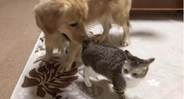 猫とじゃれ合うゴールデン・レトリーバー