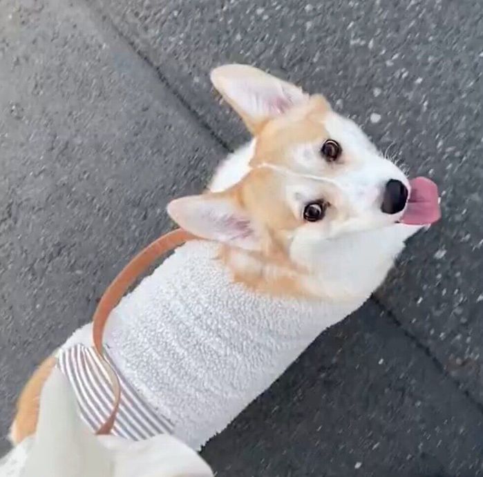 散歩中にアイコンタクトをするあんずちゃん