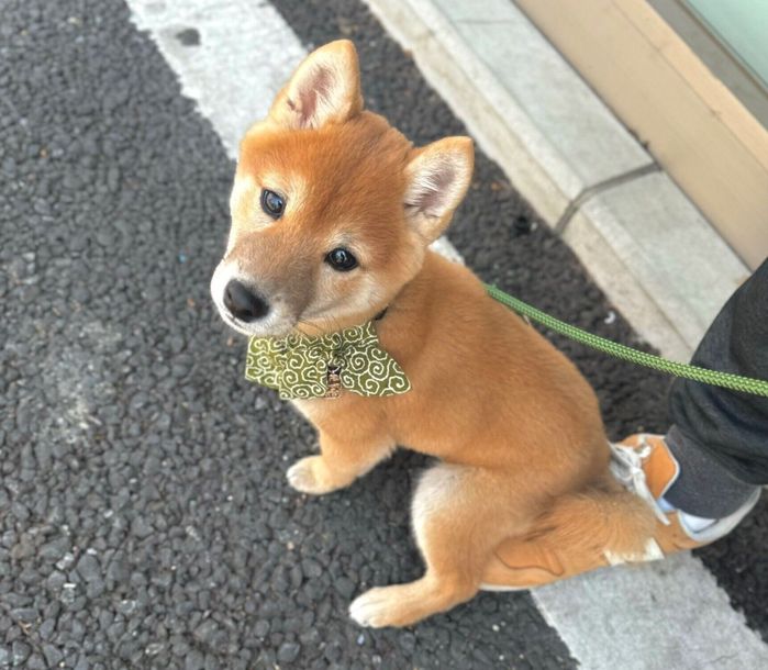 飼い主さんの足の上に乗るちゃむくん
