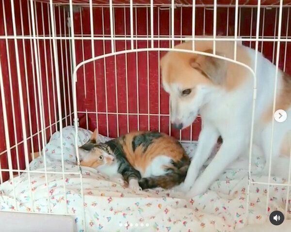 寝場所を探すコロちゃん