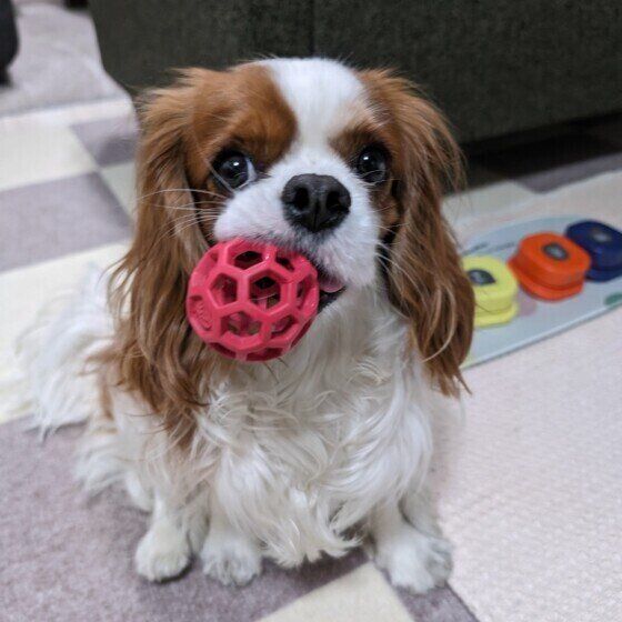 犬のしゃっくりはなぜ起こる？ しゃっくりの原因と対処法とは いぬのきもち