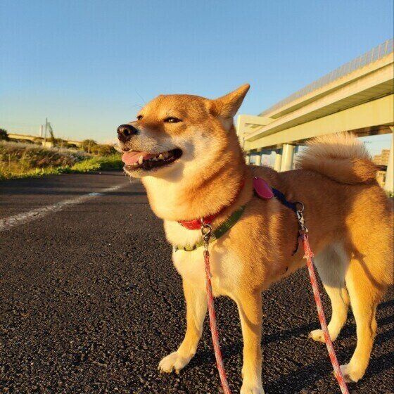 柴犬のくるみちゃん