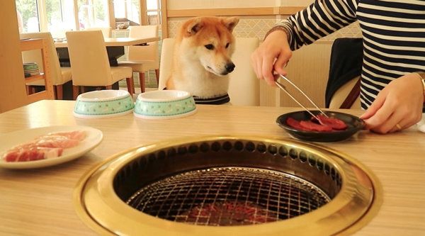 焼き肉を初めて食べる柴犬