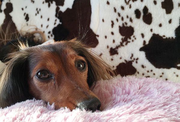 見つめるミニチュア・ダックスフンド