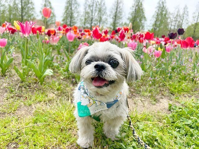 シーズー犬マンガてんぽshihtzu