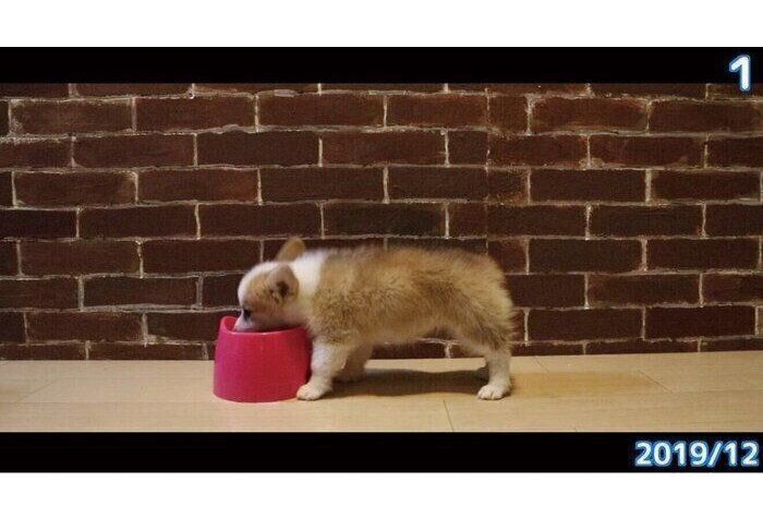 生後2カ月半のころに撮影したつむぎちゃん