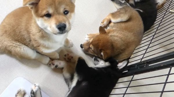 お昼寝中の柴犬