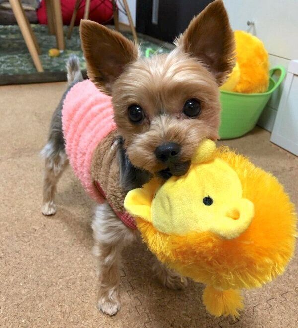 らいおん丸をくわえる豆太くん