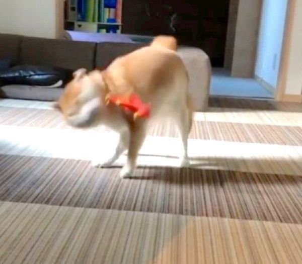 散歩後に荒ぶる柴犬