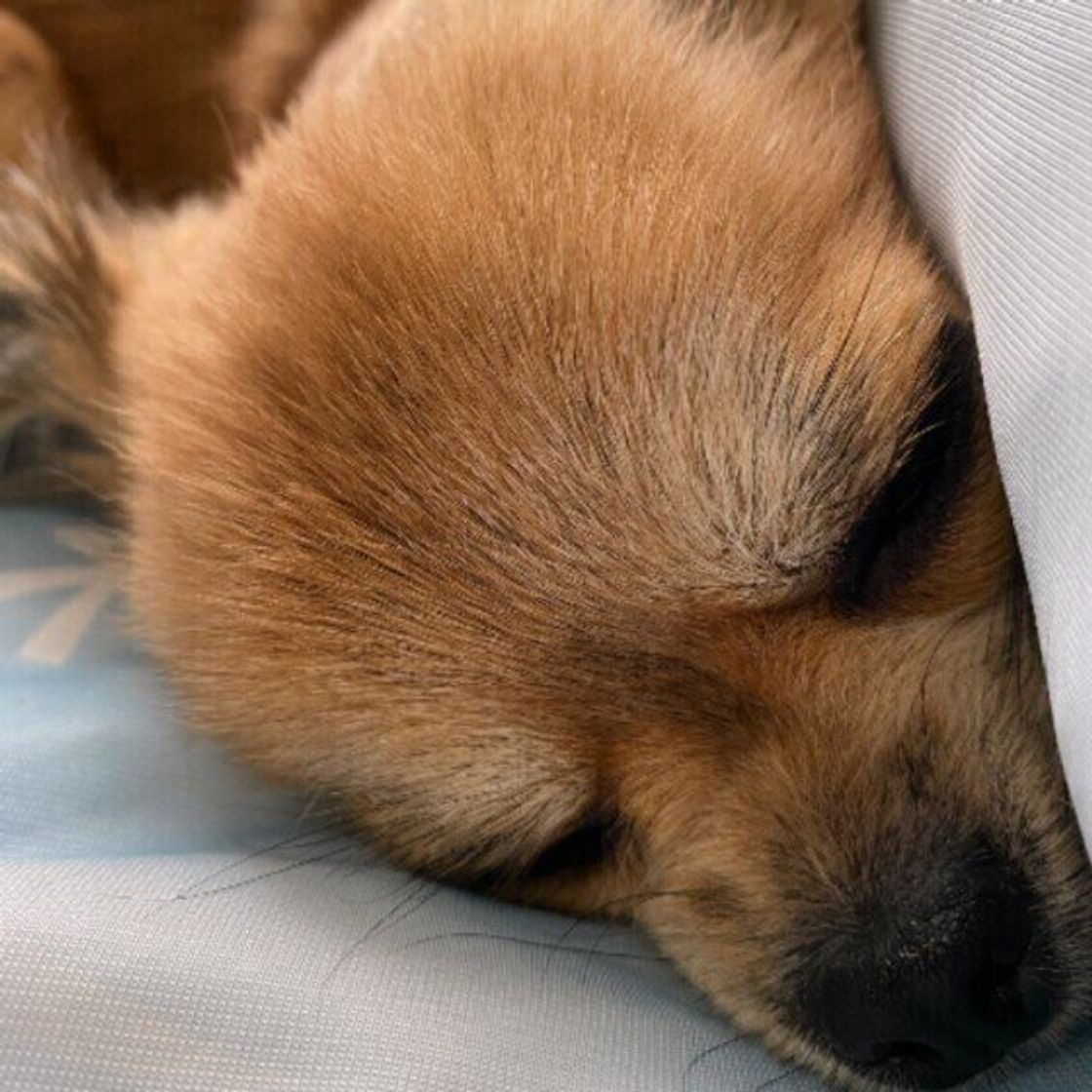 犬が人に顔をうずめるのはなぜ そこにはうれしい理由も いぬのきもちweb Magazine 犬が人に顔をうずめるのはなぜ そこにはうれしい理由も いぬのきもちweb Magazine