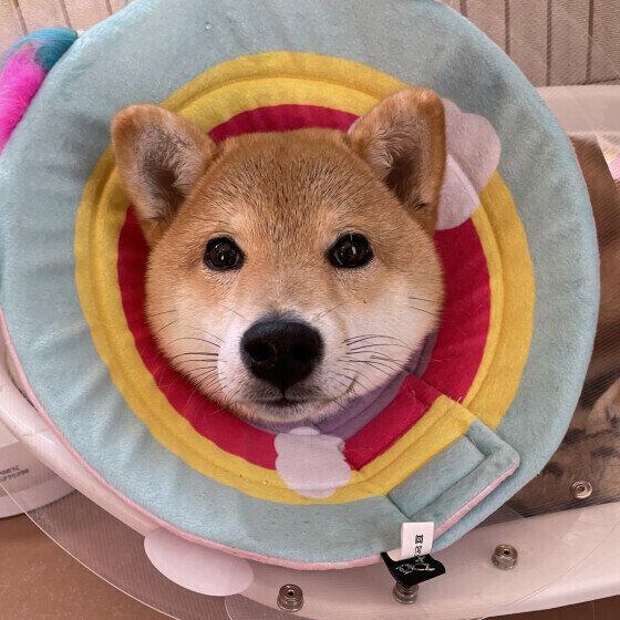 犬にエリザベスカラーを使用する際の注意点を獣医師に聞いた いぬのきもち