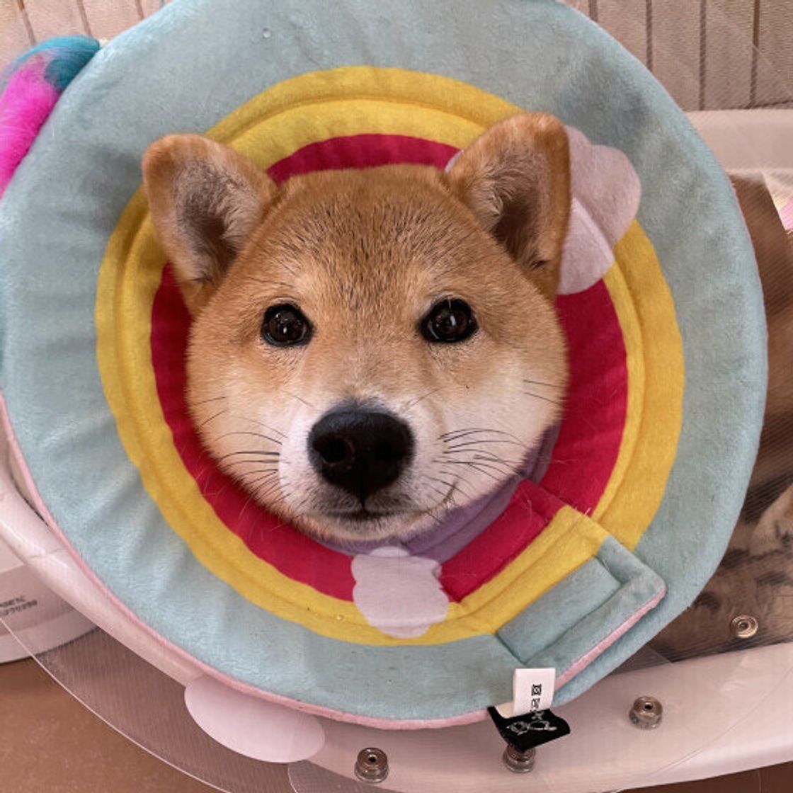 エリザベス カラー 犬