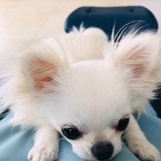 くつろぐチワワ