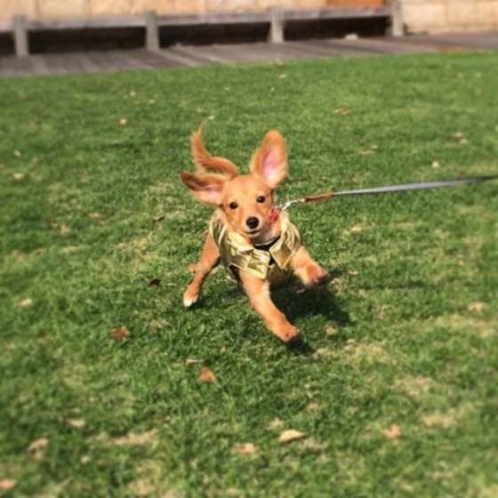 芝生で楽しそうなわんこ