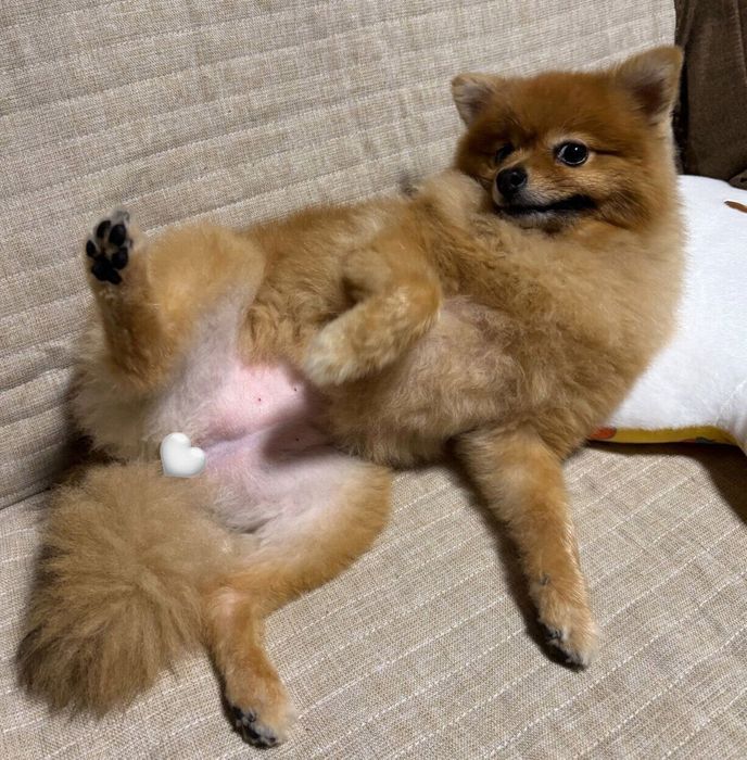 お腹を見せるぽぽちゃん