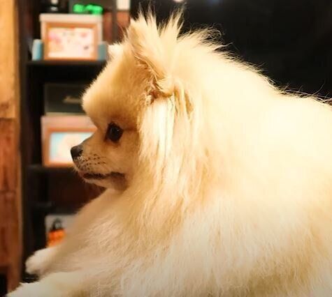 ポメラニアン　モチちゃん