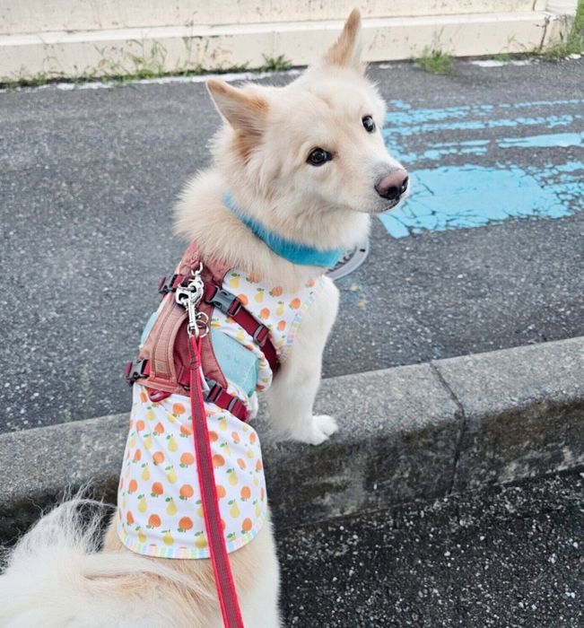 縁石に前足を乗せるつるちゃん