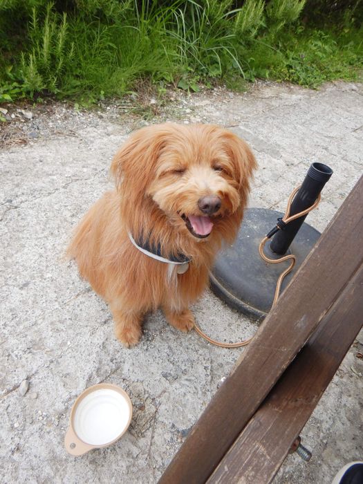 連載「こぐま犬てんすけ」