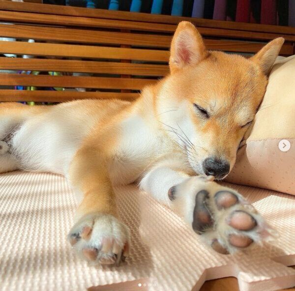 気持ちよさそうに眠るころたくん