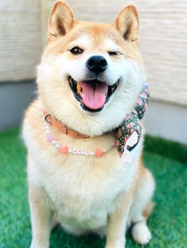 笑顔のハナちゃん