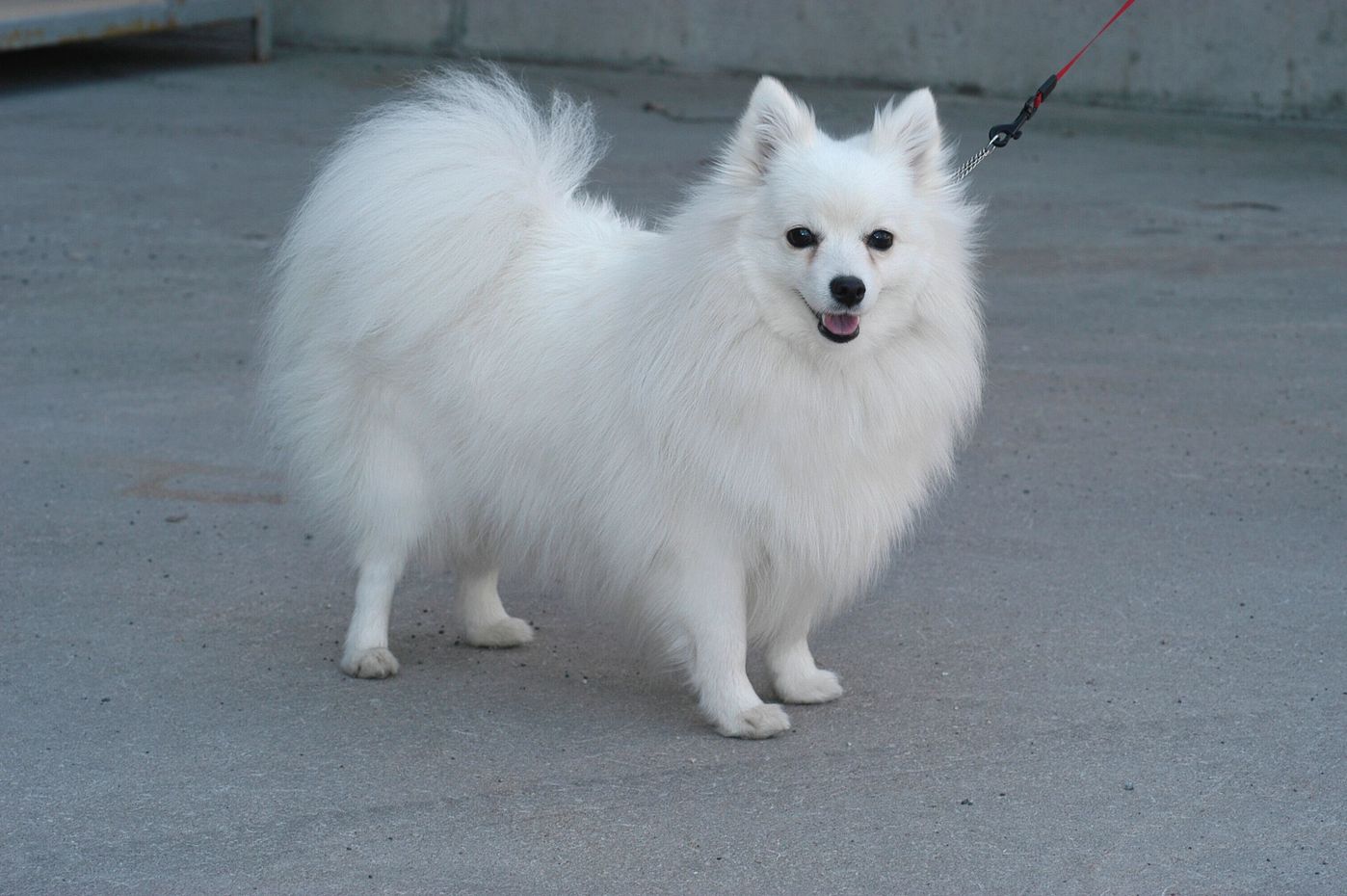 犬好きならチャレンジしてみたい 激ムズ犬種クイズ あなたは何問解ける いぬのきもちweb Magazine 犬好きならチャレンジしてみたい 激ムズ犬種クイズ あなたは何問解ける いぬのきもちweb Magazine