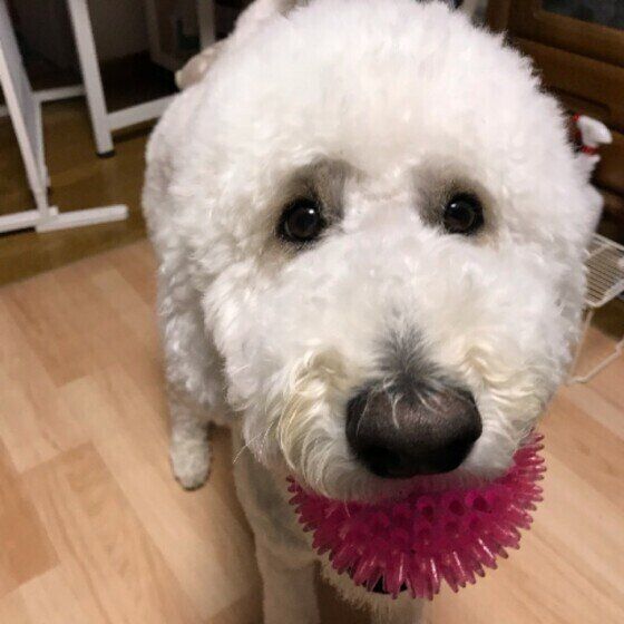 おもちゃをくわえるスタンダード・プードル