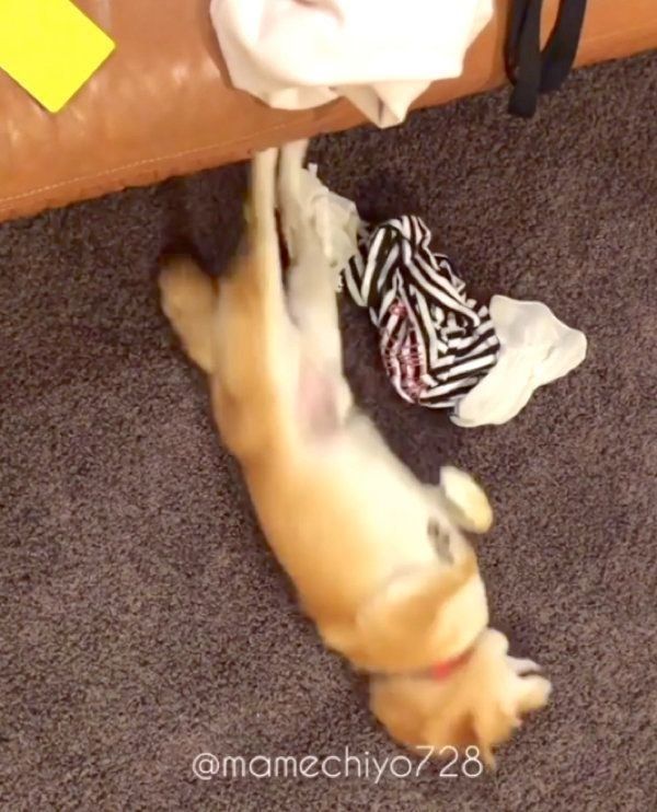 クネクネする豆千代くん