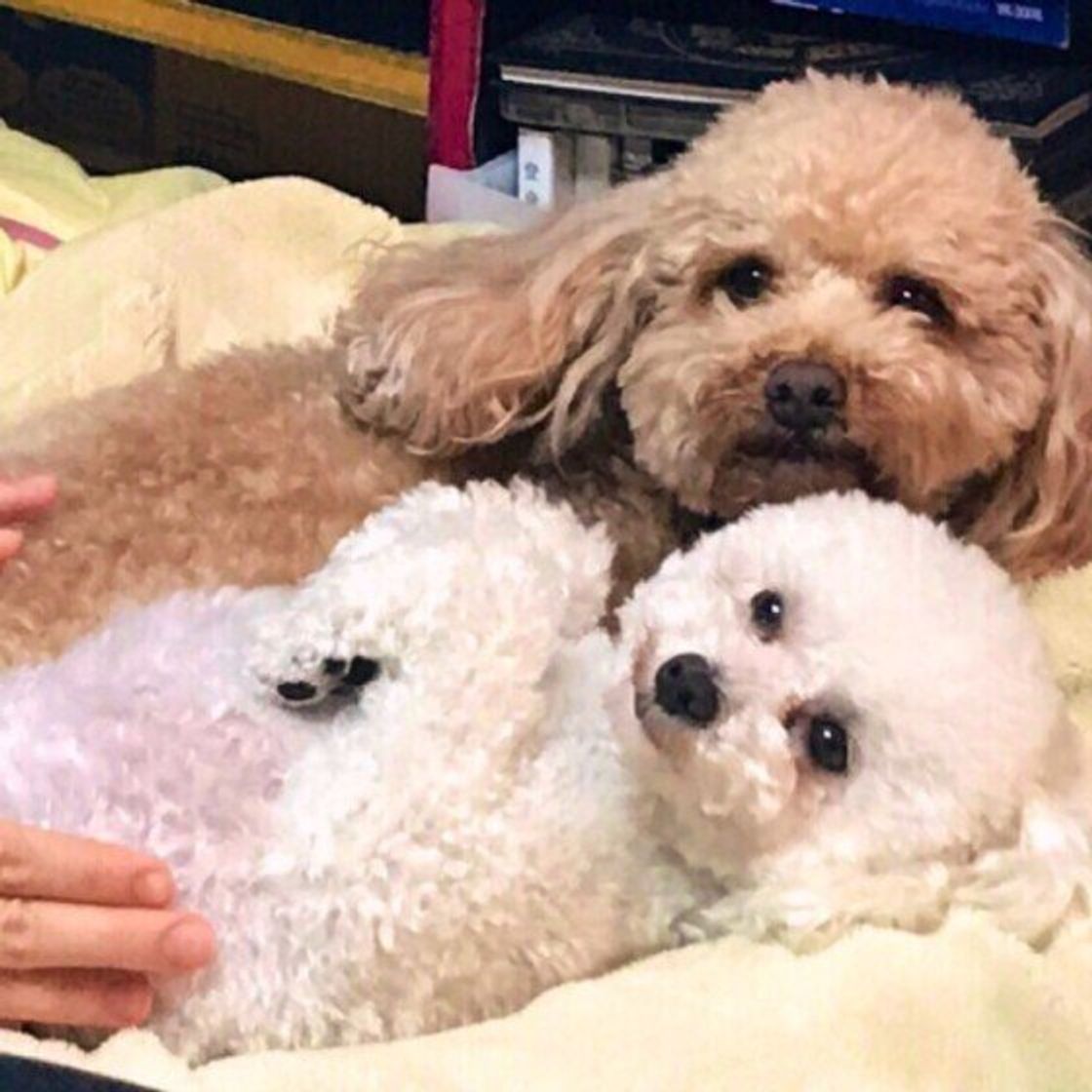 犬が嫌がる人ってどんな人 獣医さんに聞いてみた いぬのきもちweb Magazine 犬が嫌がる人ってどんな人 獣医さんに聞いてみた いぬのきもちweb Magazine