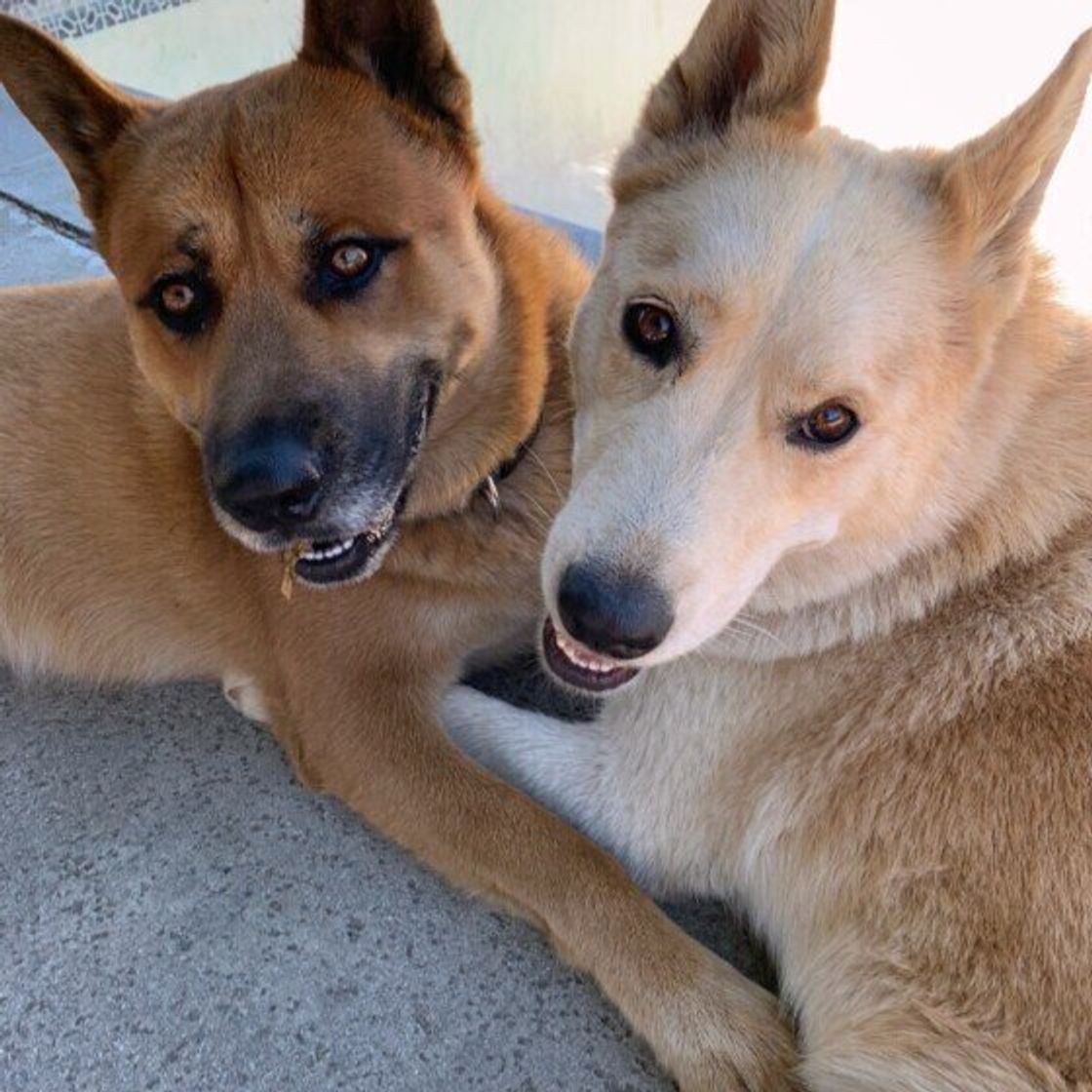 ひと口大の果物をあげるのはng 犬に やってはいけない お世話5選 いぬのきもちweb Magazine ひと口大の果物をあげるのはng 犬に やってはいけない お世話5選 いぬのきもちweb Magazine