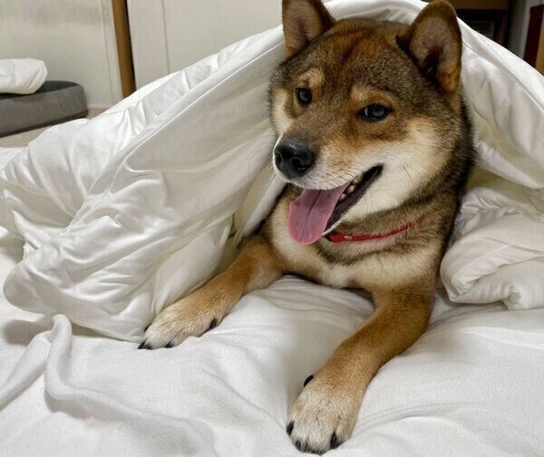 くつろぐケンくん