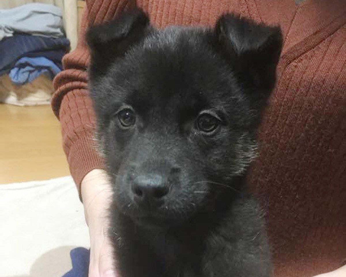 愛犬が好きすぎて ワガママ犬 にしてしまう 飼い主さんのダメ習慣って いぬのきもちweb Magazine 愛犬が好きすぎて ワガママ犬 にしてしまう 飼い主さんのダメ習慣って いぬのきもちweb Magazine
