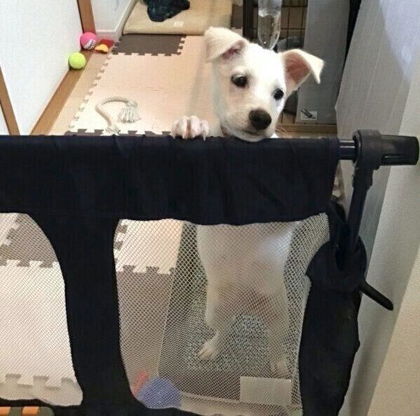 子犬時代のハクちゃん